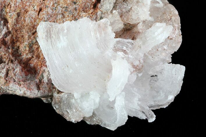 Ram's Horn Selenite on Matrix - Mexico #71946